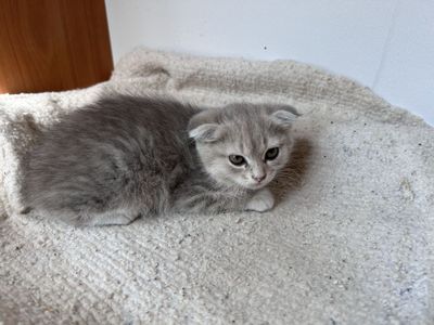 Котята скотиш фолд