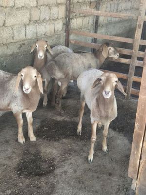 Qoyla sotiladi boqmasiyam bor