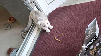 продаются котята