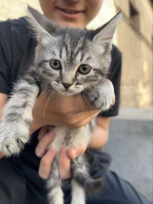 Scotish streight sotiladi rangi kulrang tabby (klassik) 3 oylik
