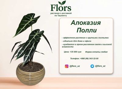 Цветы для дома и офиса - растение - Алоказия Полли