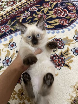Сиамские чистокровные котята