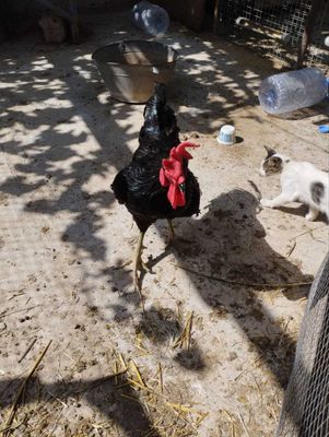 Продаются петухи джерсидский гигант