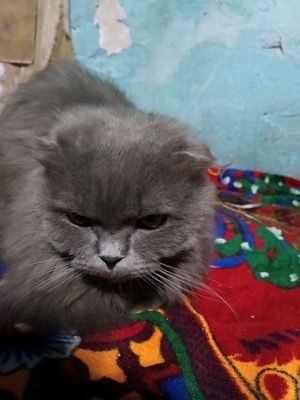 uy mushuklari