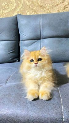 Золотистий шиншила хейлинд