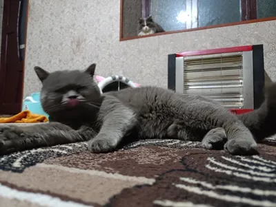 BRITAN toza nasl uchun vyazka