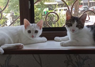 Отдаём кошку и котика в хорошие руки