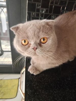 Продается шикарный кот скотишь фолд кремовый цвет взрослый 1, 4 активн