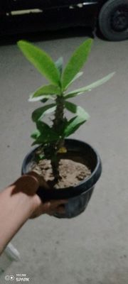 100000 sotiladi