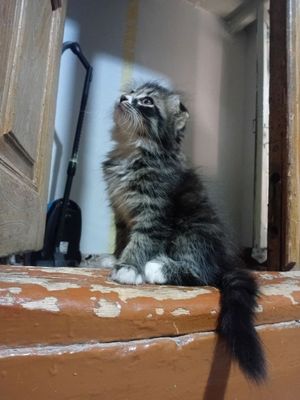 Продам котенка Шотланский вислоухий