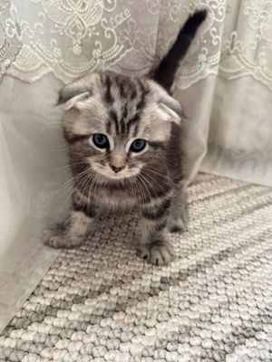 Котенок Тедди шотландец мраморный фолд