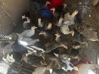 курка жужалари 2 ойлик