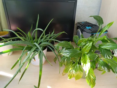 Домашние цветы,круглогодично зелёные, любят рассеянный солнечный свет.