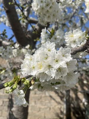 Продается уютный дом с ухоженным участком в Учхозе Киров