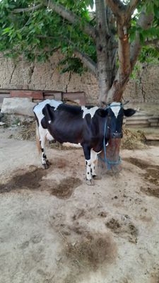 Ona bola sigir va xunojin sotiladi