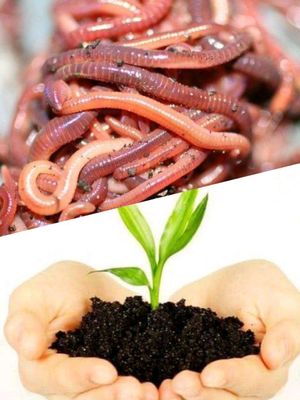 Kaliforniya qizil chuvalchangi va biogumus