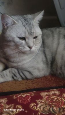 siribristiy shinshila zoti toza 1 yosh