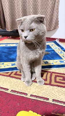 Британ мушуги (Британская кошка)
