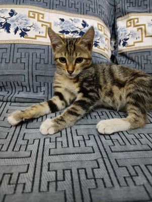 Котенок бенгал-метис. Два месяца, мальчик.