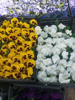 Viola hilmahil ranglardagi gullar