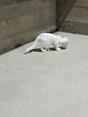 sotiladi ,yangi tugilgan oppoq.narxi kelishiladi