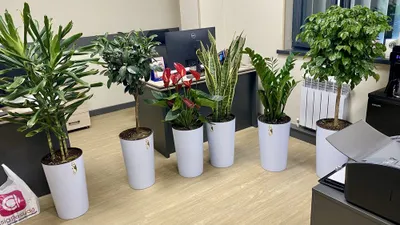 Офисные цветы, Офис учун Гуллар, Ofis gullari