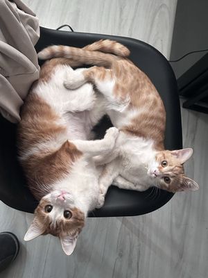 Срочно пристраиваются кошки