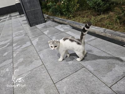 Вислоухая кошка девочка