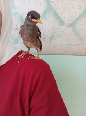 Qo'lga o'rgatilgan mayna sotiladi!