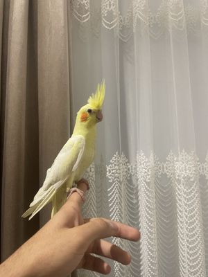 ручной карелла сотилади.