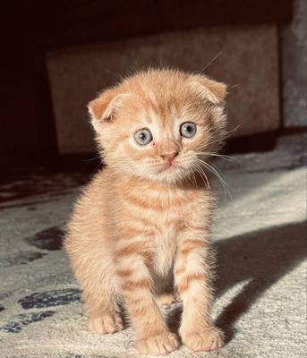 Продаются котята ШИНШИЛЛА золотистая СКОТТИШ Фолд