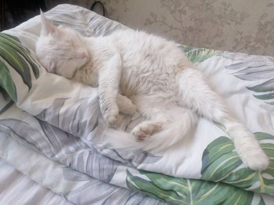 Turetskiy angora