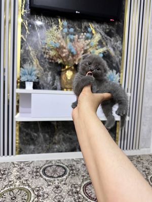 Продаётся котята