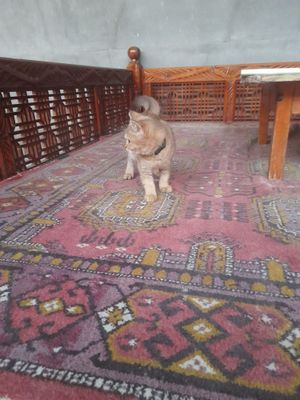 Zolotoy shinshilla
