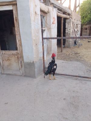 Shalpan xoroz sotiladi