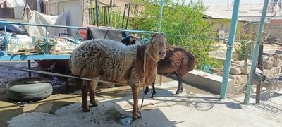 Куй кучкор Арашан гибрид жуда котта 115,5 трик вазни ва арашан ку́зи