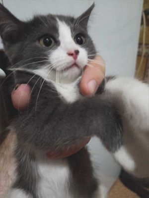 Продаются котята