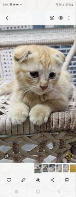 Продаются котята. Породистые.