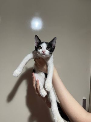 котята бесплатно