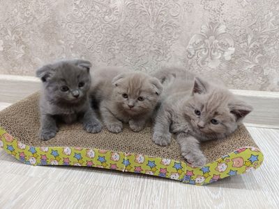 Продаются котята