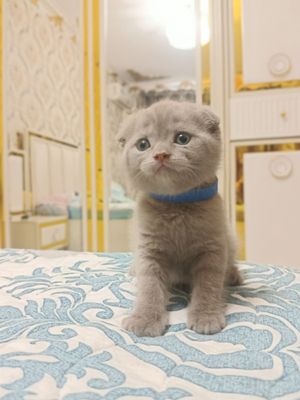 Scottish fold & straight