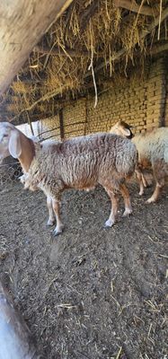 Nalsdor Arashan zotli qo'zi qo'chqorlar sotiladi