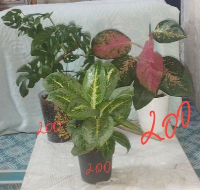 Продаются комнатные цветы