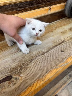 Пародали мушуклар сотилади