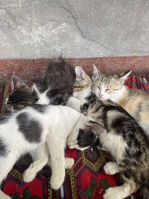 Отдам Котят в добрые руки