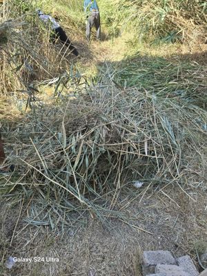 Камыш очень много