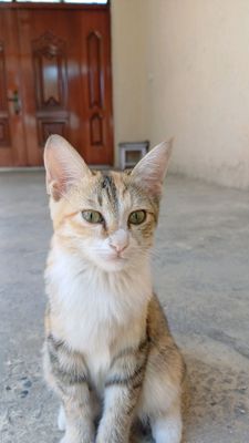 отдам в добрые руки кошечку