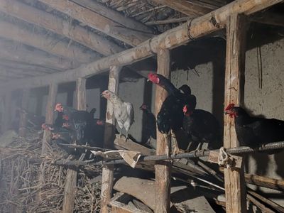 Товуклар сотилади