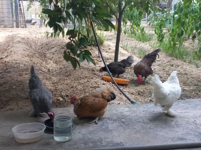 Yapon tovuqlar sotiladi