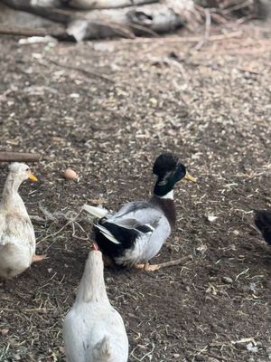Ordak va indutka tuxumlari sotiladi
